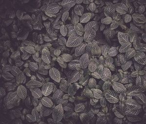 Preview wallpaper leaves, veins, plant, texture