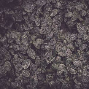 Preview wallpaper leaves, veins, plant, texture