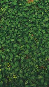 Preview wallpaper leaves, veins, plant, grass