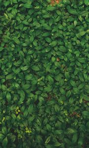 Preview wallpaper leaves, veins, plant, grass