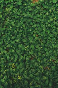 Preview wallpaper leaves, veins, plant, grass