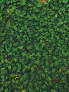 Preview wallpaper leaves, veins, plant, grass