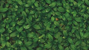 Preview wallpaper leaves, veins, plant, grass