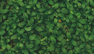 Preview wallpaper leaves, veins, plant, grass