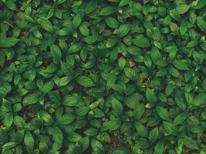 Preview wallpaper leaves, veins, plant, grass
