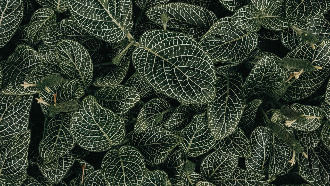 Wallpaper leaves, veins, plant, green, white