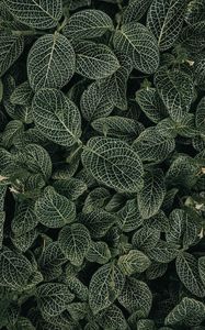 Preview wallpaper leaves, veins, plant, green, white