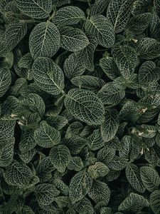 Preview wallpaper leaves, veins, plant, green, white