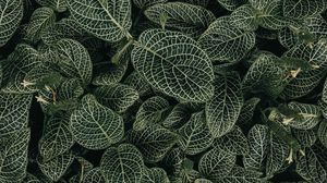 Preview wallpaper leaves, veins, plant, green, white