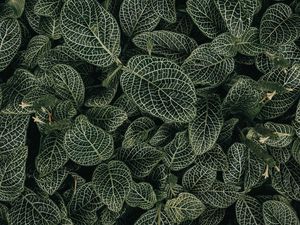 Preview wallpaper leaves, veins, plant, green, white