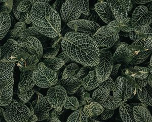 Preview wallpaper leaves, veins, plant, green, white