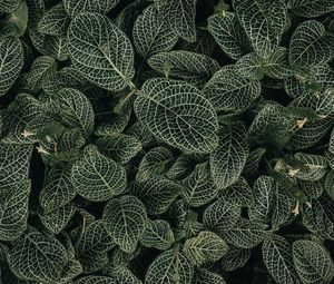 Preview wallpaper leaves, veins, plant, green, white
