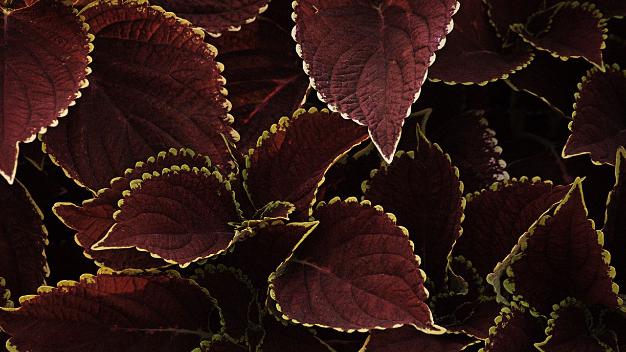 Wallpaper leaves, veins, plant, brown