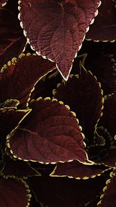 Preview wallpaper leaves, veins, plant, brown