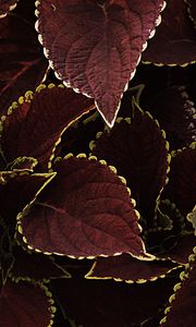 Preview wallpaper leaves, veins, plant, brown