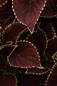 Preview wallpaper leaves, veins, plant, brown