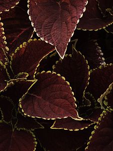 Preview wallpaper leaves, veins, plant, brown