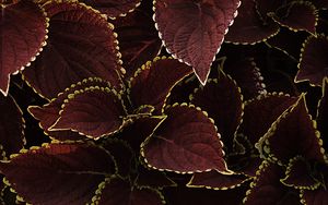 Preview wallpaper leaves, veins, plant, brown