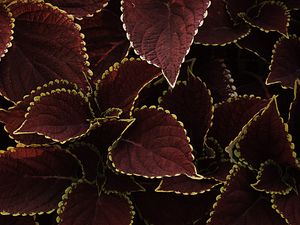 Preview wallpaper leaves, veins, plant, brown