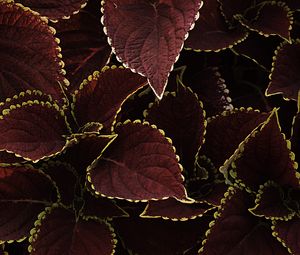 Preview wallpaper leaves, veins, plant, brown
