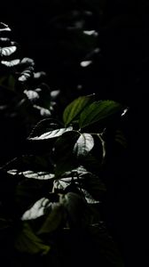 Preview wallpaper leaves, veins, plant, bush, dark