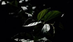 Preview wallpaper leaves, veins, plant, bush, dark