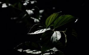 Preview wallpaper leaves, veins, plant, bush, dark