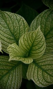 Preview wallpaper leaves, veins, plant, macro, green