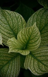 Preview wallpaper leaves, veins, plant, macro, green