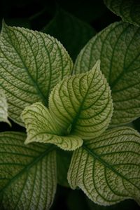 Preview wallpaper leaves, veins, plant, macro, green