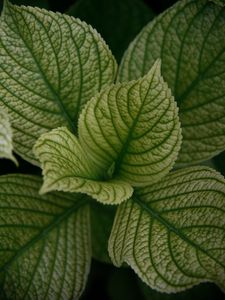 Preview wallpaper leaves, veins, plant, macro, green