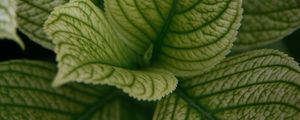 Preview wallpaper leaves, veins, plant, macro, green