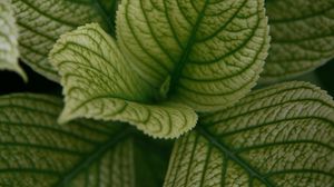Preview wallpaper leaves, veins, plant, macro, green