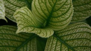 Preview wallpaper leaves, veins, plant, macro, green