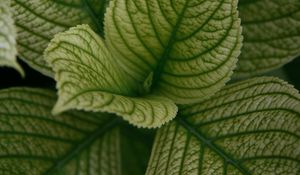 Preview wallpaper leaves, veins, plant, macro, green