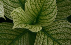 Preview wallpaper leaves, veins, plant, macro, green
