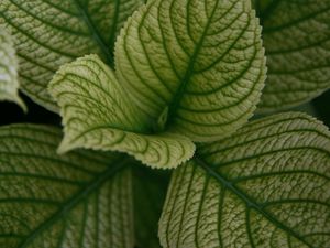 Preview wallpaper leaves, veins, plant, macro, green