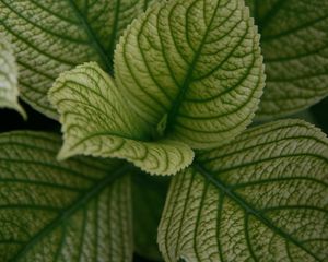 Preview wallpaper leaves, veins, plant, macro, green