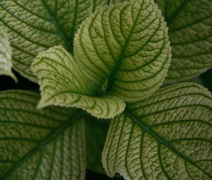 Preview wallpaper leaves, veins, plant, macro, green