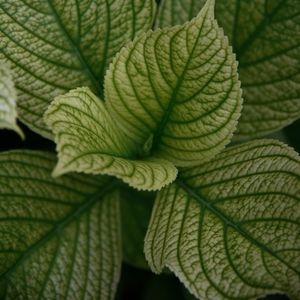 Preview wallpaper leaves, veins, plant, macro, green