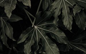 Preview wallpaper leaves, veins, plant, macro