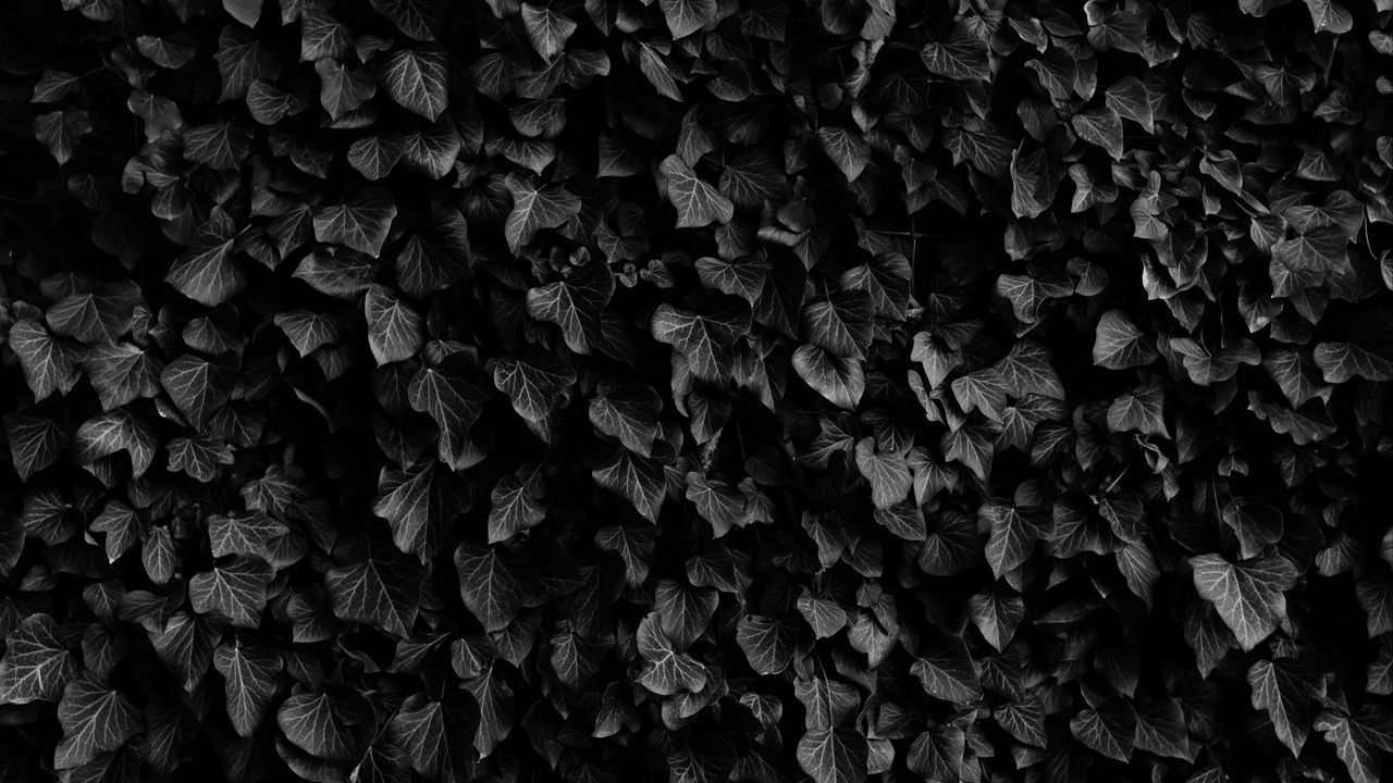 Wallpaper leaves, veins, plants, dark