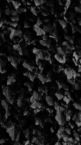 Preview wallpaper leaves, veins, plants, dark