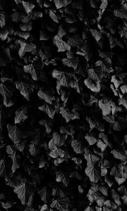 Preview wallpaper leaves, veins, plants, dark