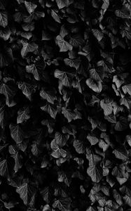 Preview wallpaper leaves, veins, plants, dark