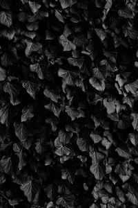 Preview wallpaper leaves, veins, plants, dark