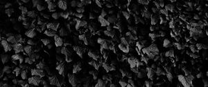 Preview wallpaper leaves, veins, plants, dark