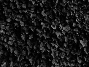 Preview wallpaper leaves, veins, plants, dark