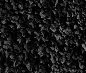 Preview wallpaper leaves, veins, plants, dark