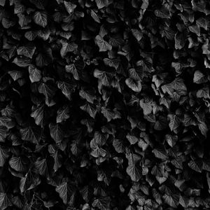 Preview wallpaper leaves, veins, plants, dark